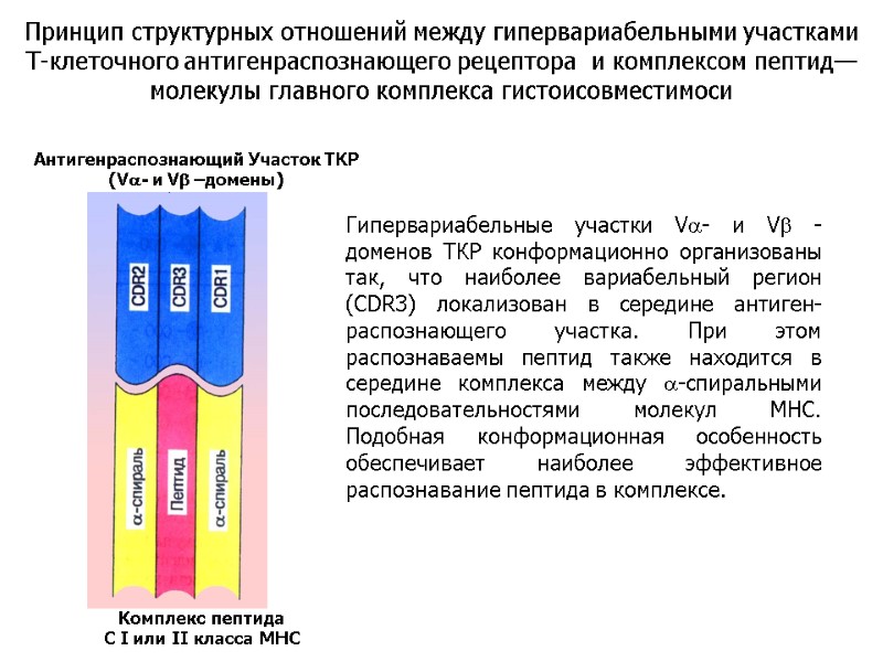 Гипервариабельные участки Va- и Vb -доменов ТКР конформационно организованы так, что наиболее вариабельный регион
